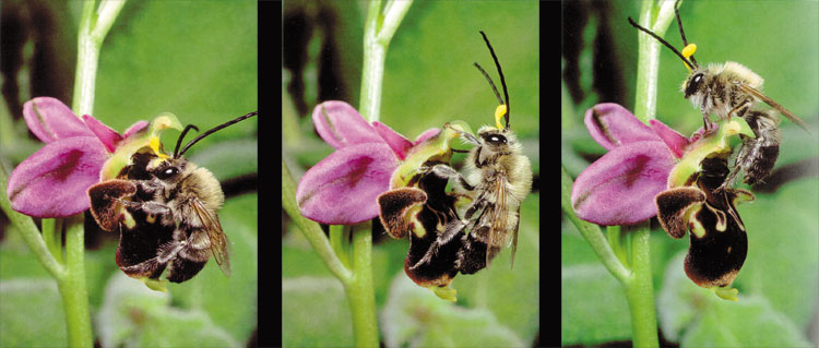 arı orkidesi