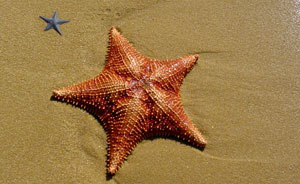 deniz yıldızı