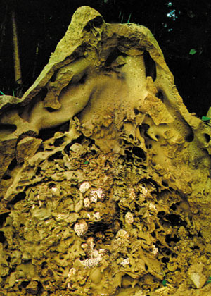 termit yuvası