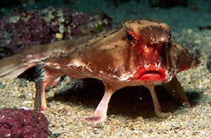 Kırmızı dudaklı yarasa balığı