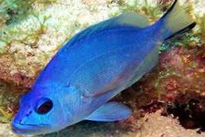 mavi hamlet balığı
