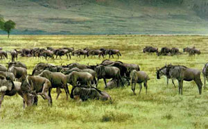 Öküz başlı Güney Afrika antilopları