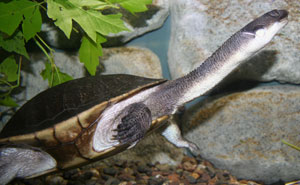 yılan boyunlu kaplumbağa