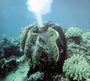 dev deniz tarağı Tridacna