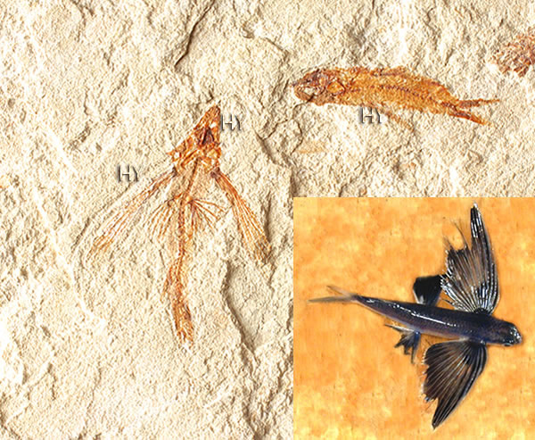 Uçan balık fosili