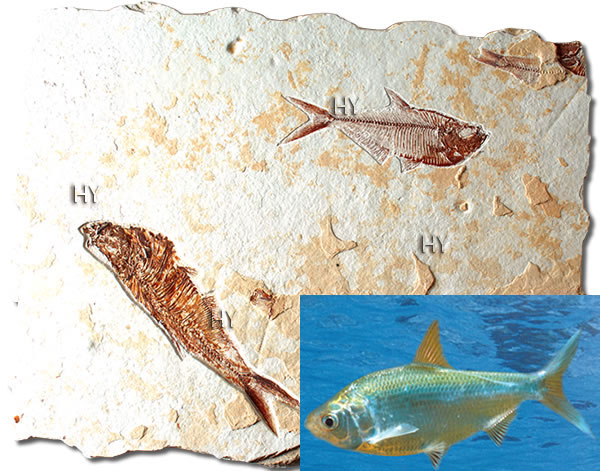 Ringa balığı fosili