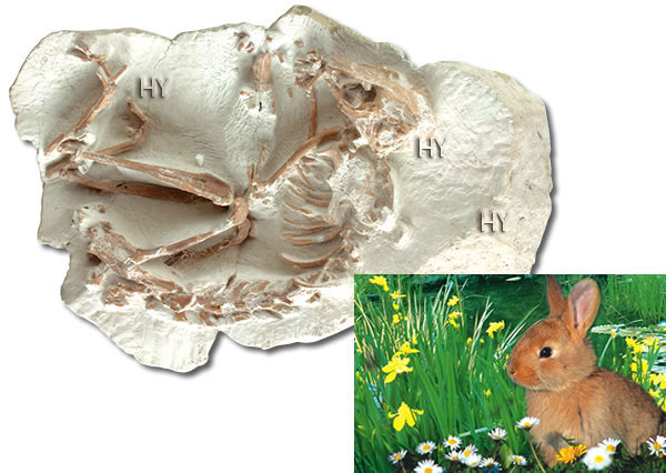 Tavşan fosili
