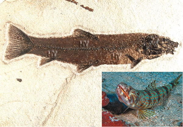 Kum balığı fosili
