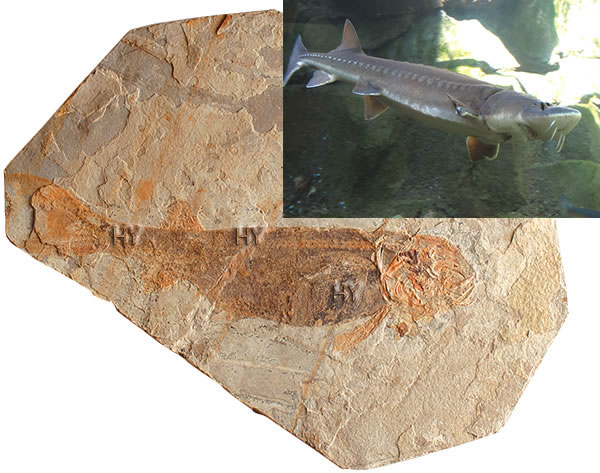 Mersin balığı fosili