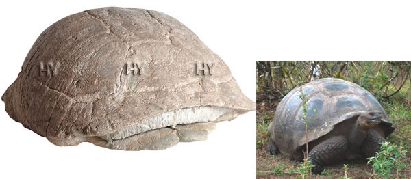 Kaplumbağa fosili