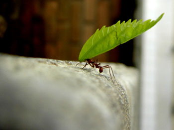 karınca, yaprak taşıyan karınca
