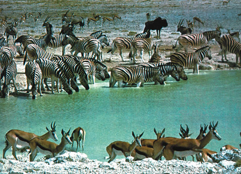 Deer and herds of zebra