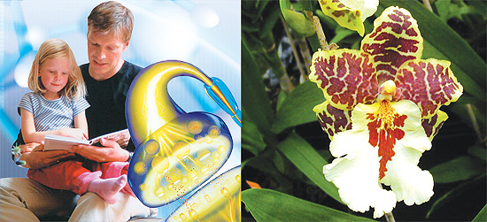 Orchids, enzymes