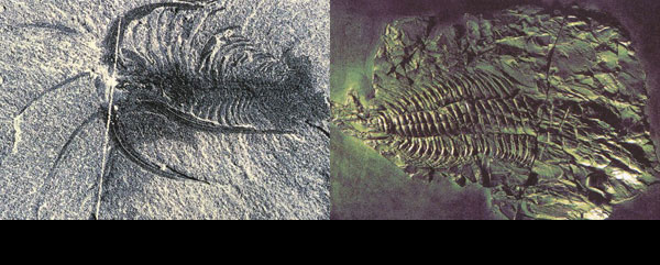 marella ve kambriyen fosili