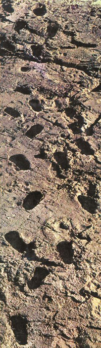 3.6 milyon yıllık insan ayak izi