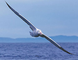 albatros, albatrosa