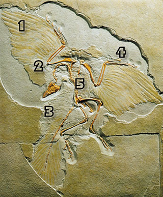 archaeopteryx, ארכיאופטריקס  