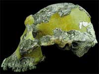 australopithecus, אוסטרלופיתקוס