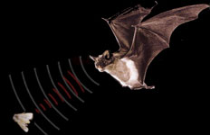 Bats, המערכת הסונארית של עטלפים