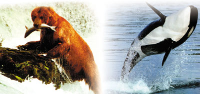 bear, whale, kitovi, medvjeda
