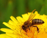 דבורים והפלאים הארכיטקטוניים של חלות-הדבש