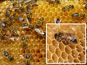 bee, honeycomb