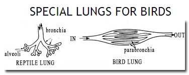  omurgalı akciğeri, kuş akciğeri