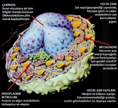 hücre yapısı, hücre içi