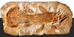 coelacanth, fosil