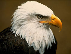 eagle, Izoštreni vid  ptica grabljivica