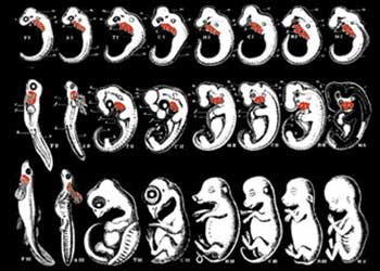 fake embryo drawings, Lažni (netačni) crteži koje je Haeckel