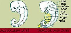 embryo, embriom, Lažni (netačni) crteži koje je Haeckel