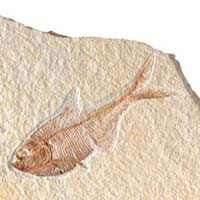 ringa balığı, fosil