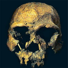 homo erectus, ადამიანის ევოლუციის სცენარი