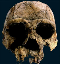 homo erectus, ადამიანის ევოლუციის სცენარი