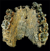 לסת אנושית שגילה 2.3 מיליון שנה