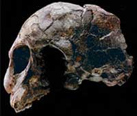 Australopithecus aferensis