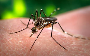 mosquito, Dizajn komarca