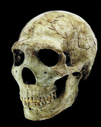 ადამიანის ევოლუციის სცენარი, neandertal