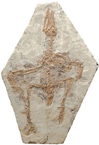 confuciosornis fossil