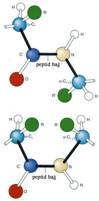 peptid bağları, aminoasit