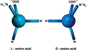 amino acids, חלבונים שמאליים