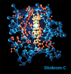 ציטוכרום C-, cytochrome c