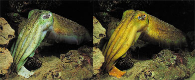 הדיונון, Cuttlefish