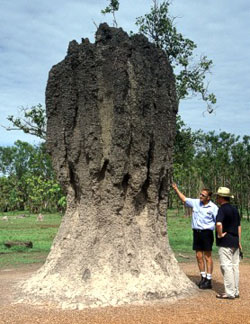 termiti