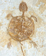 tortoise over fossil