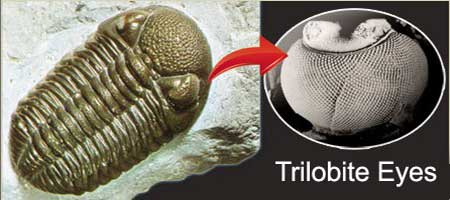  trilobit,trilobit gözü
