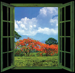 window, color garden