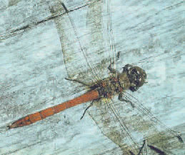 dragonfly_Aeroplane