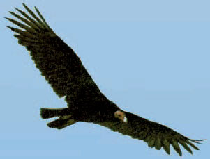 Vulture_Aeroplane